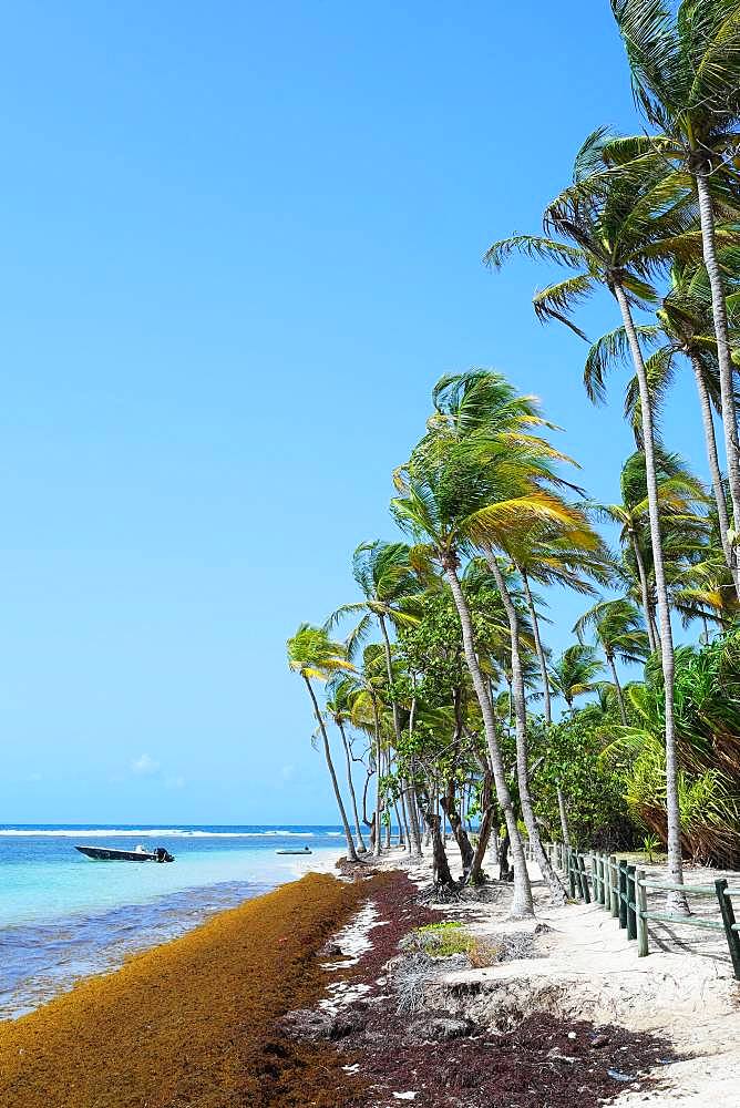 Club Med or Caravelle Beach affected by the arrival of a bench of Sargasso, municipality of Saint Anne, Guadeloupe, French West Indies