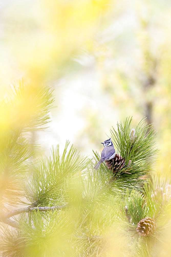 Crested Tit (Lophophanes cristatus) on Pine tree, La-Palud-sur-Verdon, Verdon Regional Nature Park, Alpes de Haute Provence, France