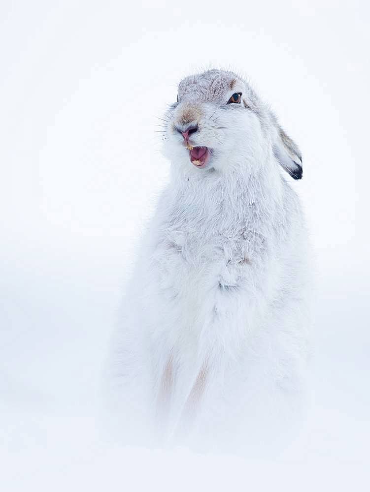 A Mountain Hare (Lepus timidus) stretches and yawns in the Cairngorms National Park, UK.