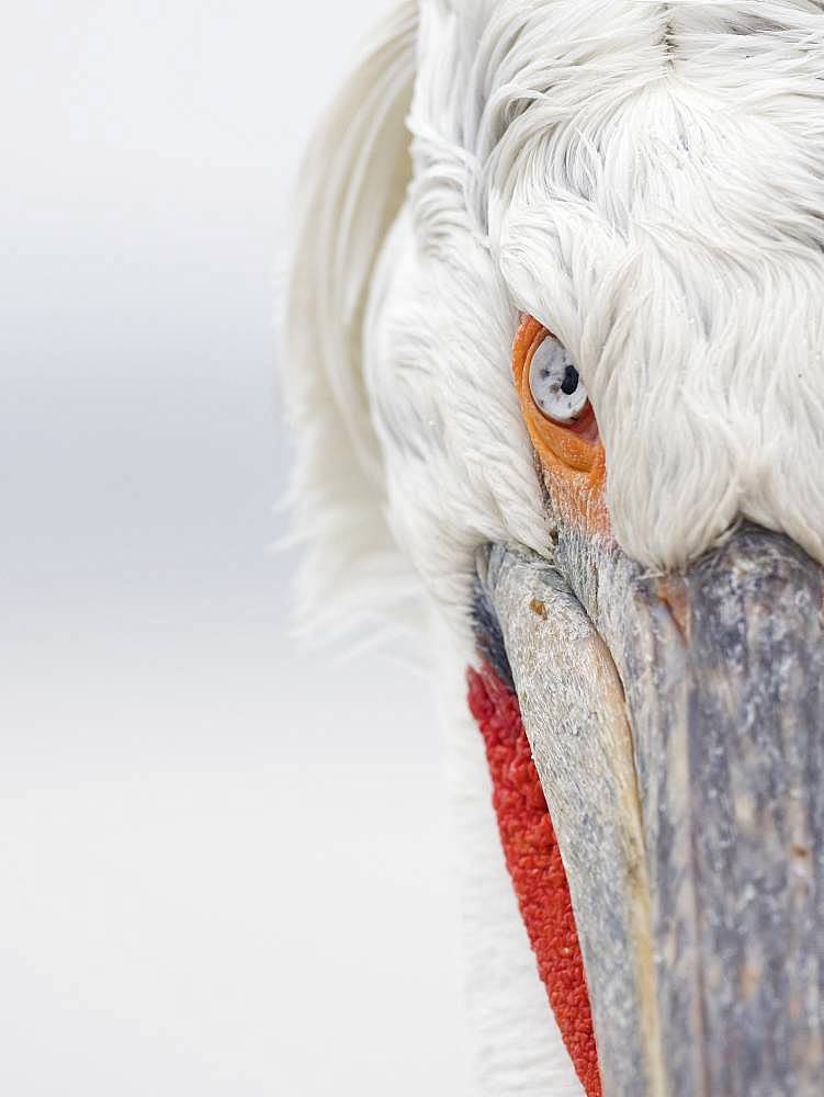 A Dalmatian Pelican with unique eye markings in Greece.