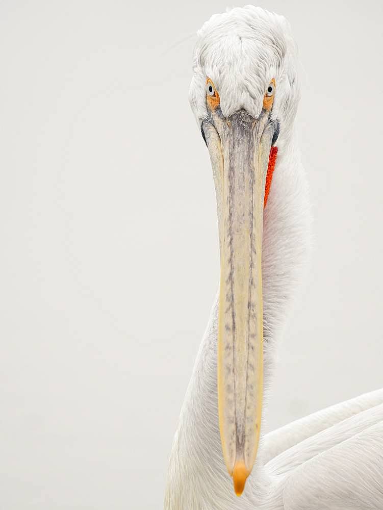 A simply portrait of a Dalmatian Pelican (Pelecanus crispus) in Greece.