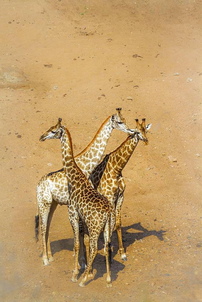 Giraffe (Giraffa camelopardalis) in Kruger National park, South Africa