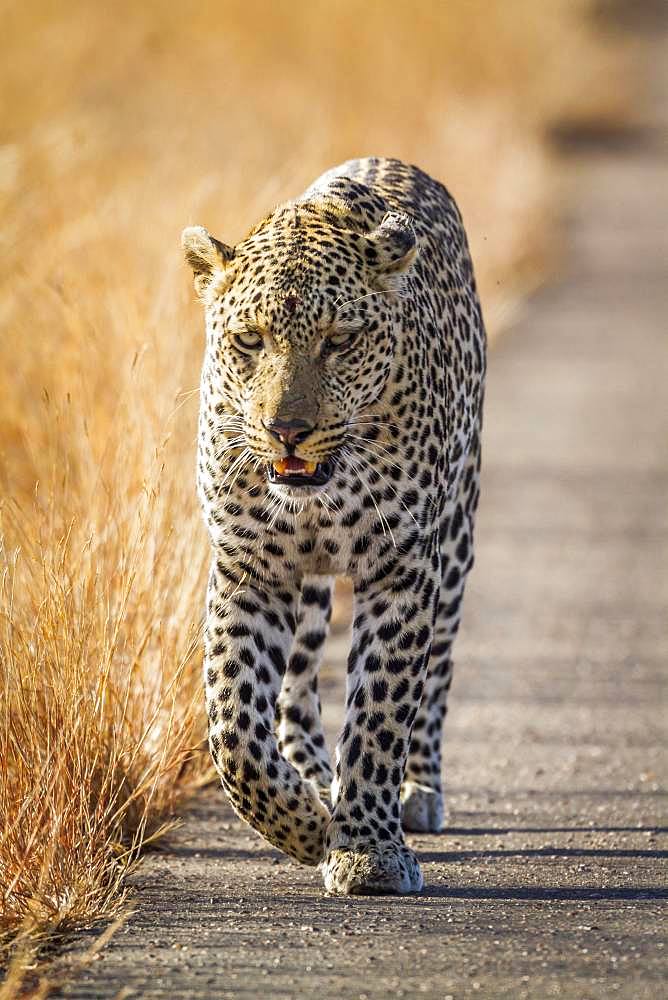 Leopard (Panthera pardus) in Kruger National park, South Africa