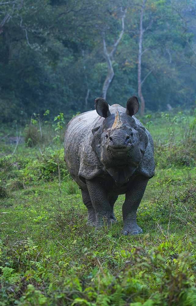 One-horned Asian rhinoceros (Rhinoceros unicornis), Chitwan National Park, Inner Terai lowlands, Nepal, Asia, Unesco World Heritage Site