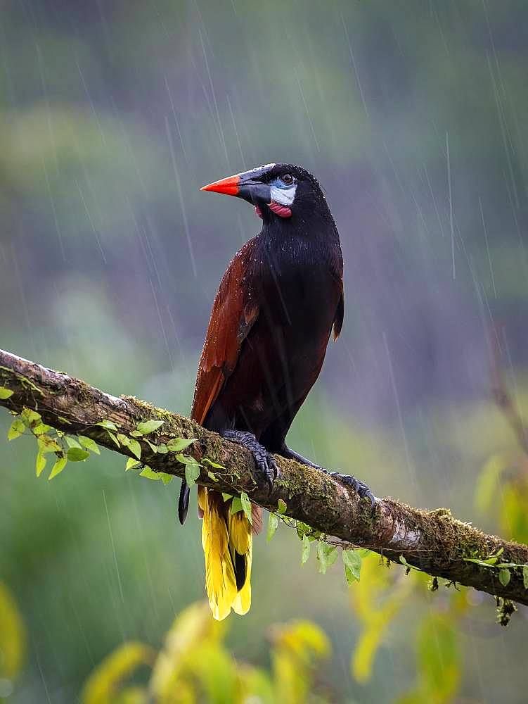 Montezuma Oropendola (Psarocolius montezuma), under heavy rain, Costa Rica, October