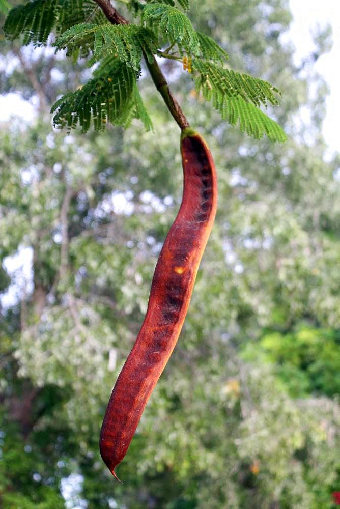 Royal poinciana (Delonix regia) pod in Mahafaly, Ifaty, Province of Tulear, Madagascar