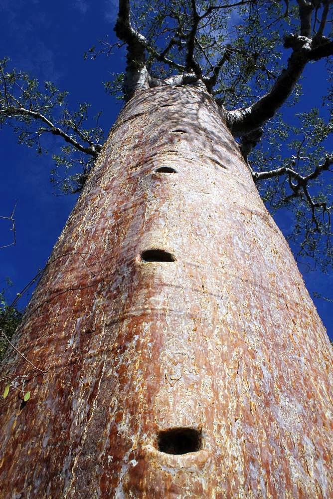 Trunk of a Baobab (Adansonia rubrostipa), the notches dug in the trunk are used to climb on the tree, Ifaty, Province of Tulear, Madagascar