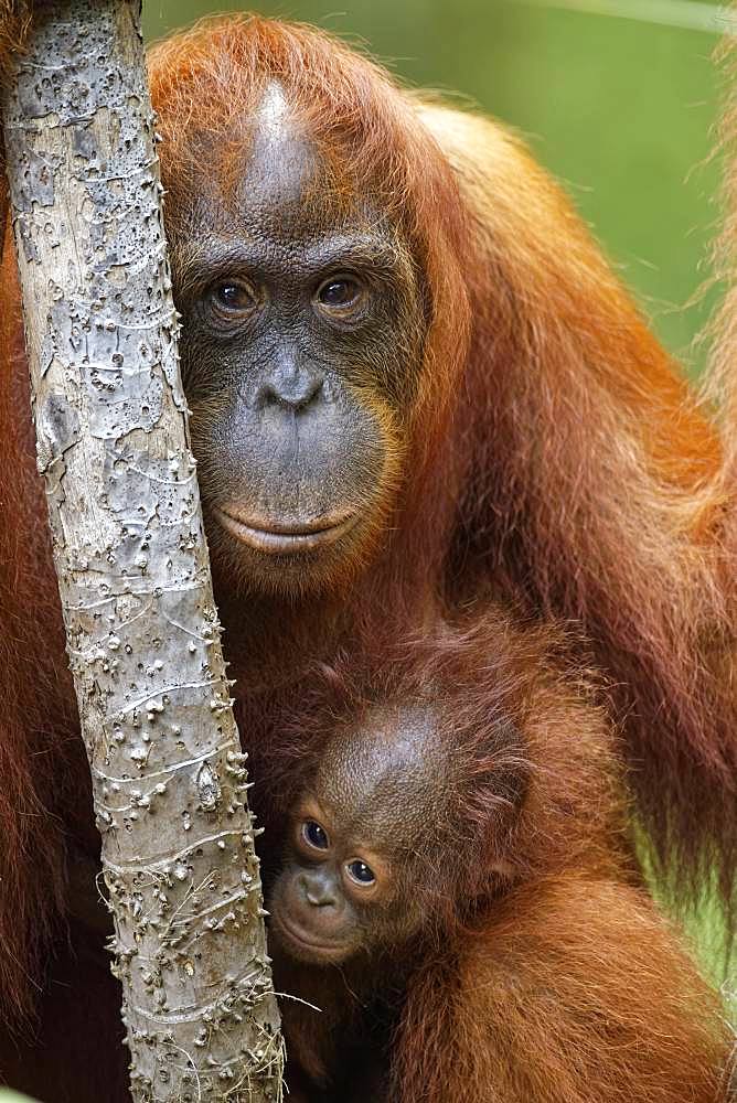 Portrait of Orang utan (Pongo pygmaeus) with young, Tanjung Puting, Kalimantan, Indonesia