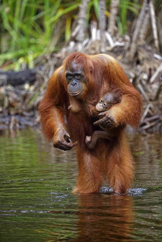 Orang utan (Pongo pygmaeus) with young crossing a river, Tanjung Puting, Kalimantan, Indonesia