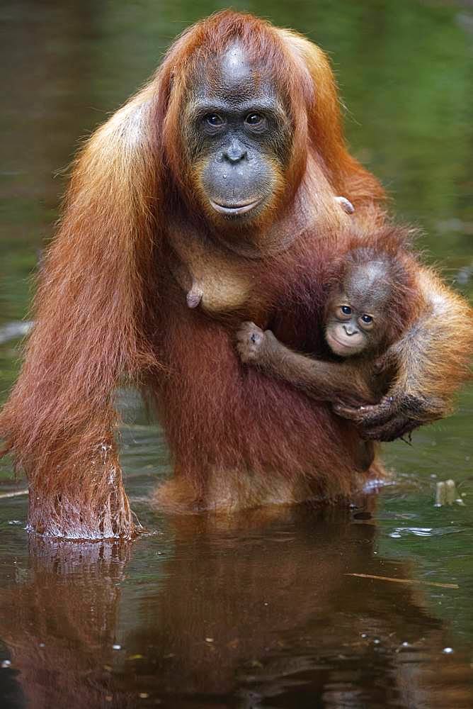 Orang utan (Pongo pygmaeus) with young crossing a river, Tanjung Puting, Kalimantan, Indonesia