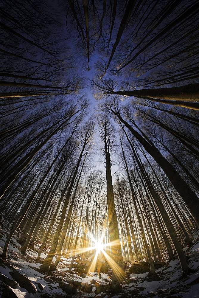 Beech forest near Lago Santo, Bardi, Parma, Emilia-Romagna, Italy