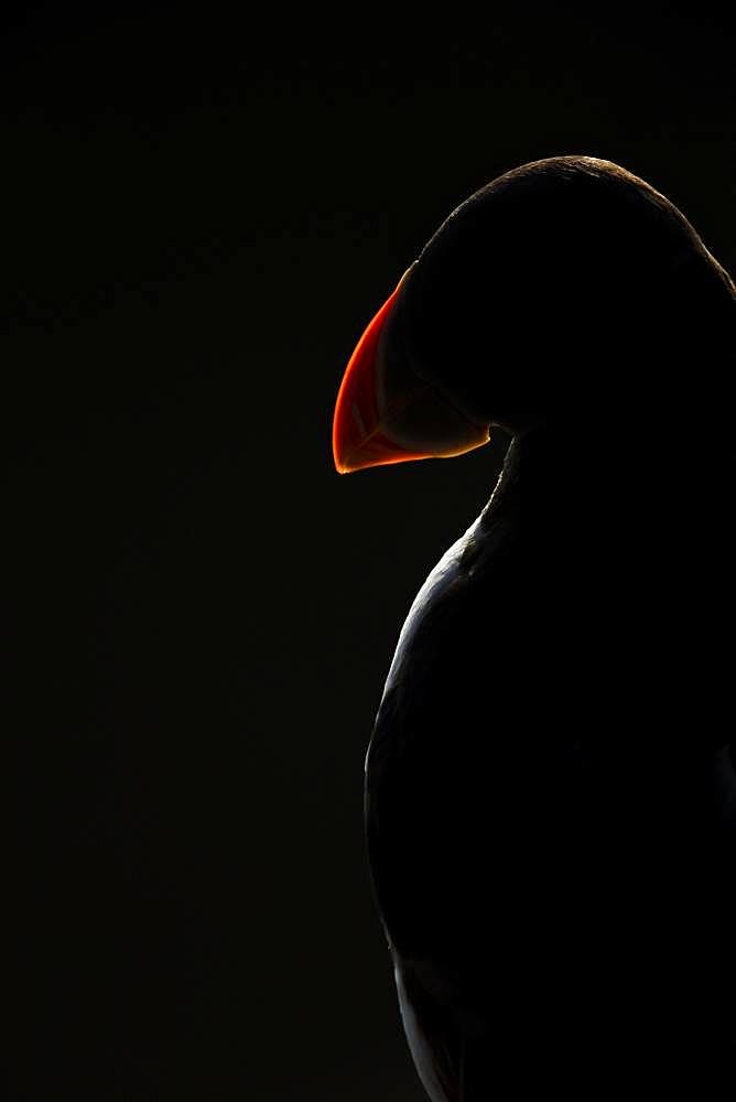 Atlantic Puffin (Fratercula arctica). Harsh rim lighting illuminates a Puffin off the coast of Wales, UK.