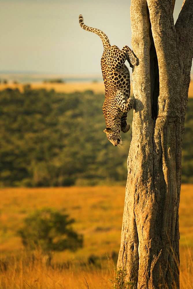 Leopard descens from his tree to collect a Mongoose in the Maasai Mara, Kenya.