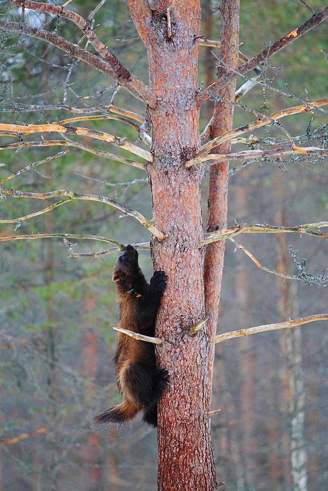 Wolverine (Gulo gulo) climbing in a pine tree in the boreal forest in winter