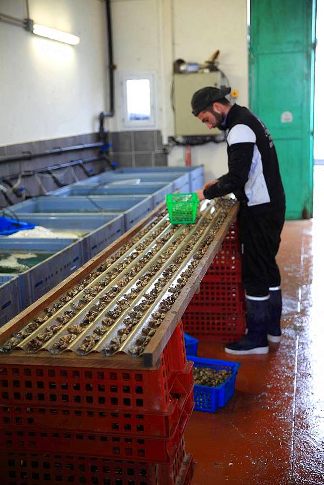 Establishment of oyster spat at an oyster farmer Etang de Thau, France