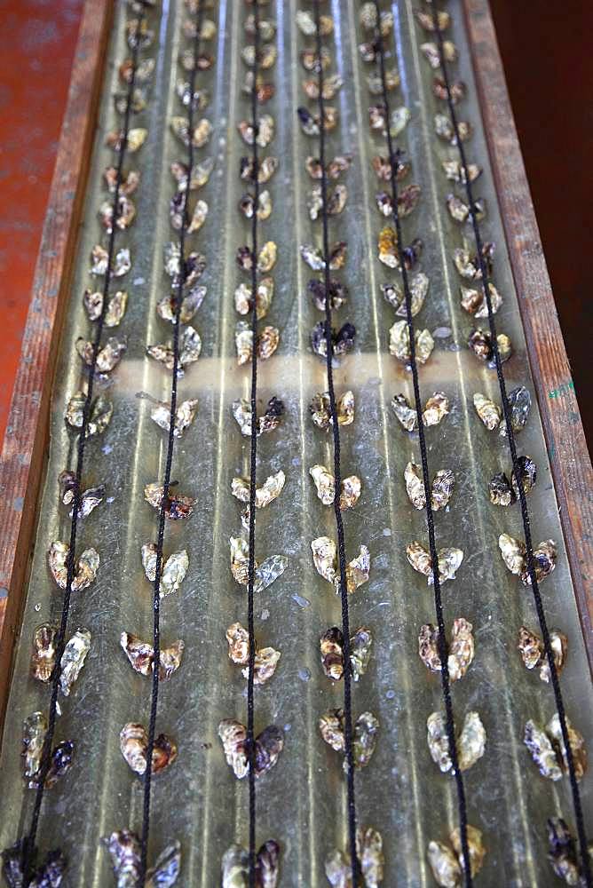 Oyster spat at an oyster farmer, Etang de Thau, France