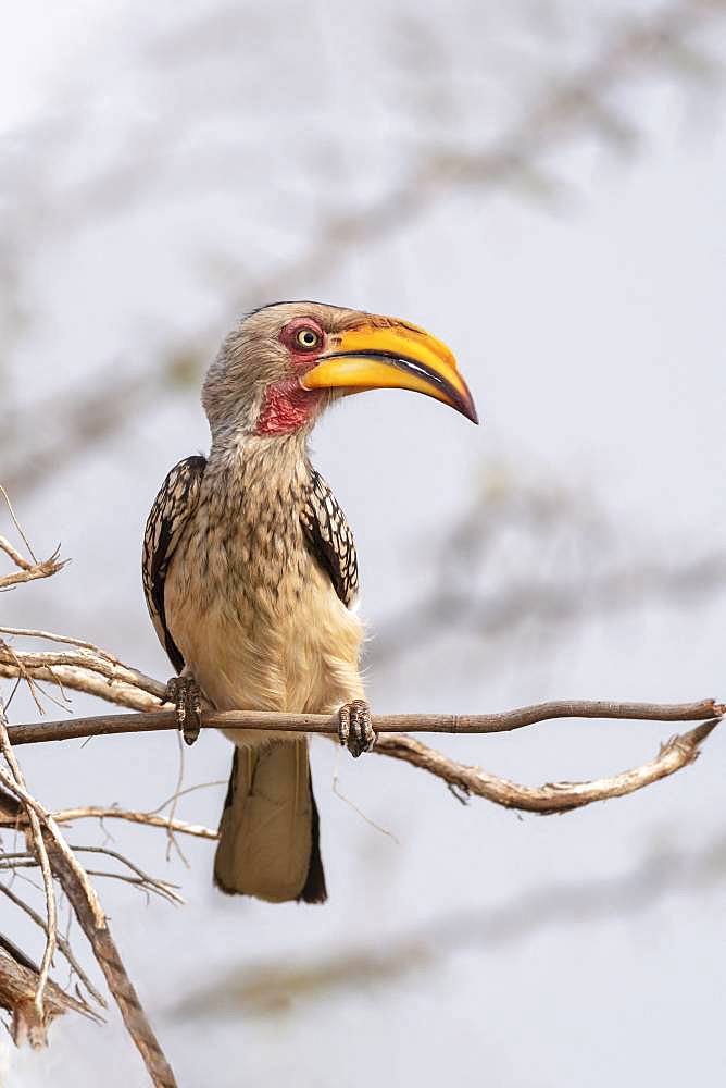 Southern Yellow-billed Hornbill (Tockus leucomelas) on a branch, KwaZulu-Natal, South Africa