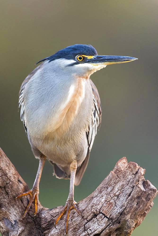 Green-backed Heron (Butorides striata) on a branch, KwaZulu-Natal, South Africa