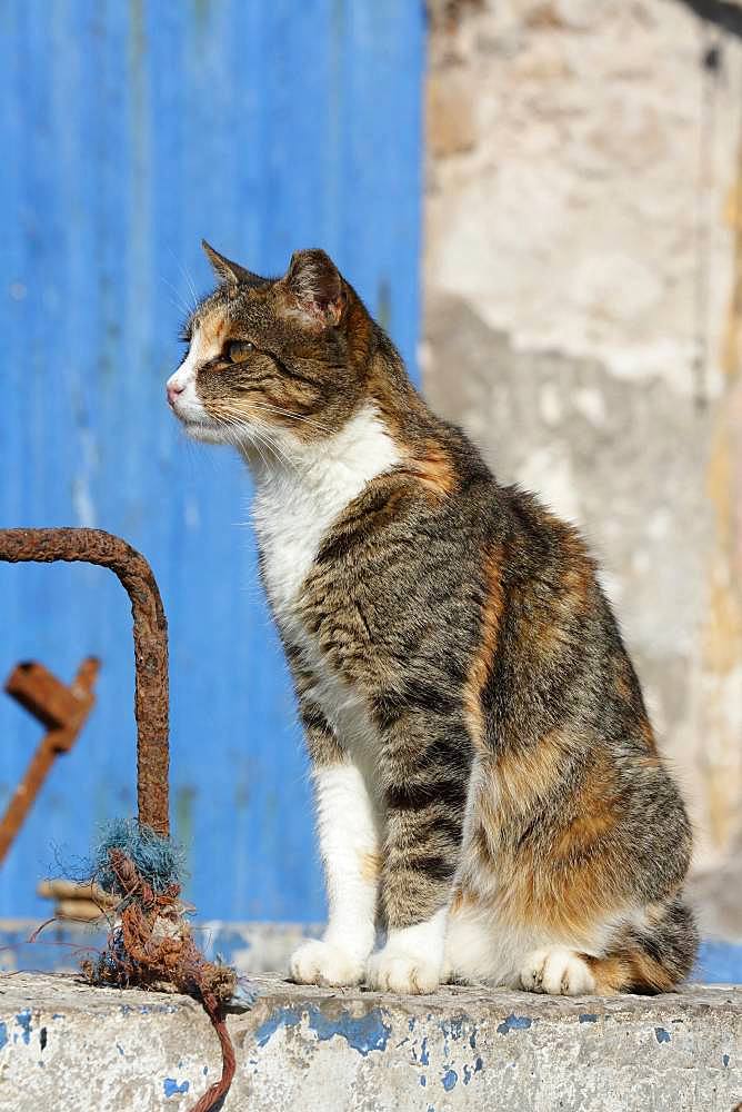 Cat sitting on a wall, Port of Essaouira, Morocco