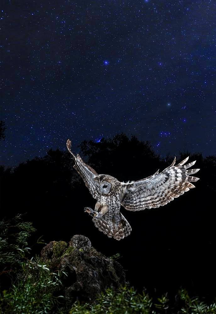 Tawny Owl (Strix aluco) hunting in flight under the stars at night, Salamanca, Castilla y León, Spain