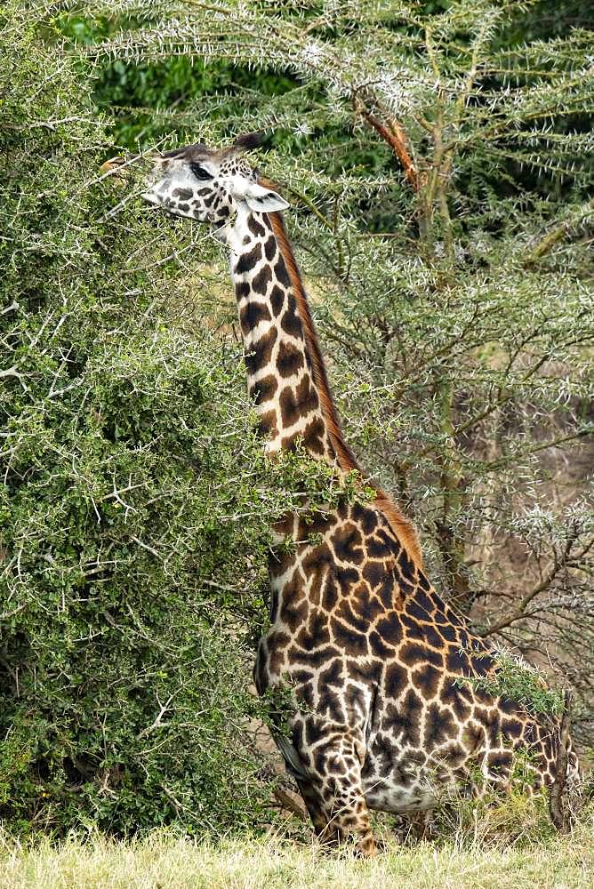 Masai Giraffe (Giraffa tippelskirchi), eating, Masai-Mara National Reserve, Kenya