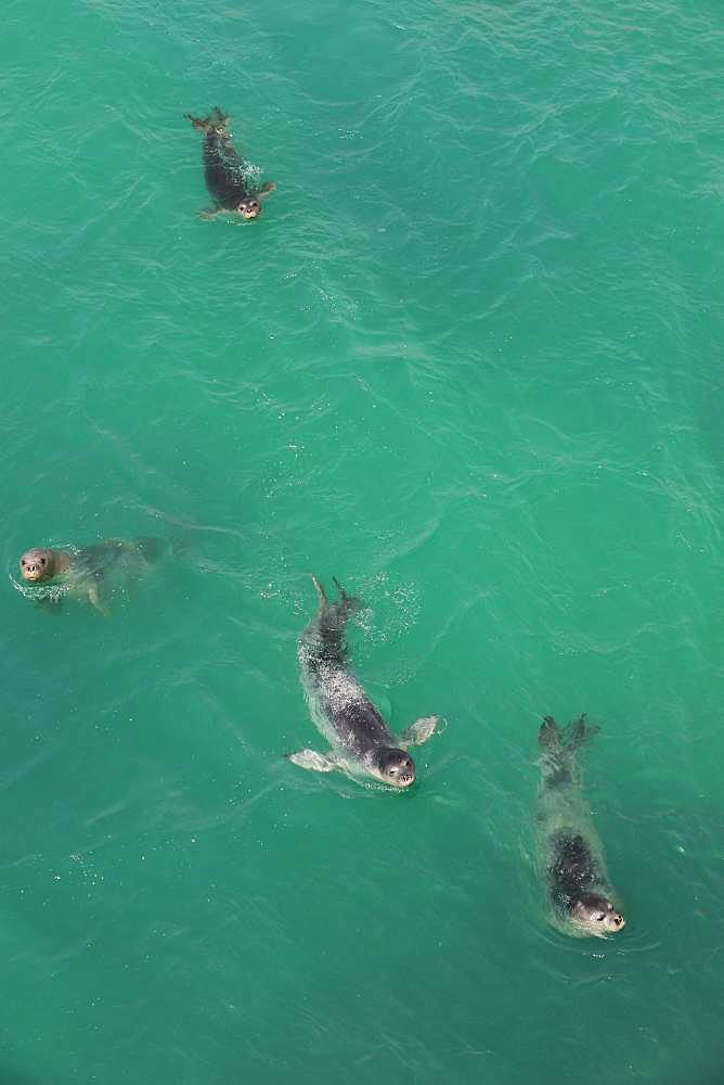 Monk Seal (Monachus monachus) group swimming, Nouadhibou, Mauritania