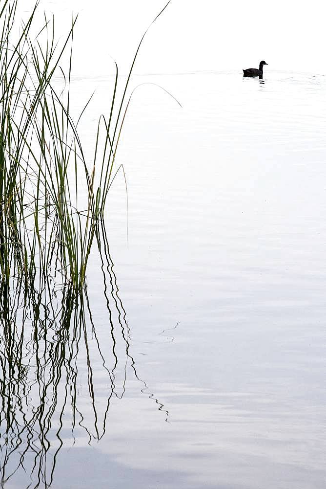 Common Coot (Fulica atra) on the water, Lake Mison, Alpes de Haute Provence, France