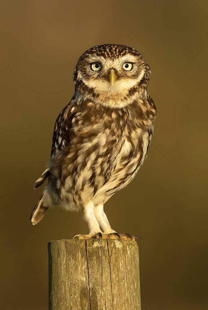 Little owl (Athena noctua) perched on a post, England