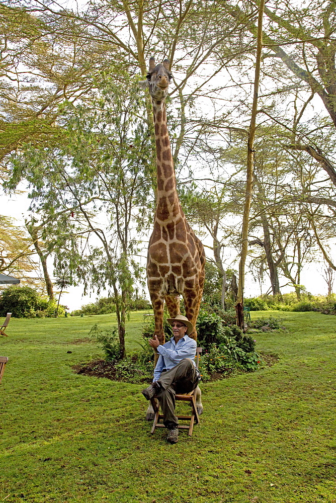 Tourist wearing hat poses sitting on chair in front of Eric a person-friendly giraffe at Elsamere Naivasha Kenya