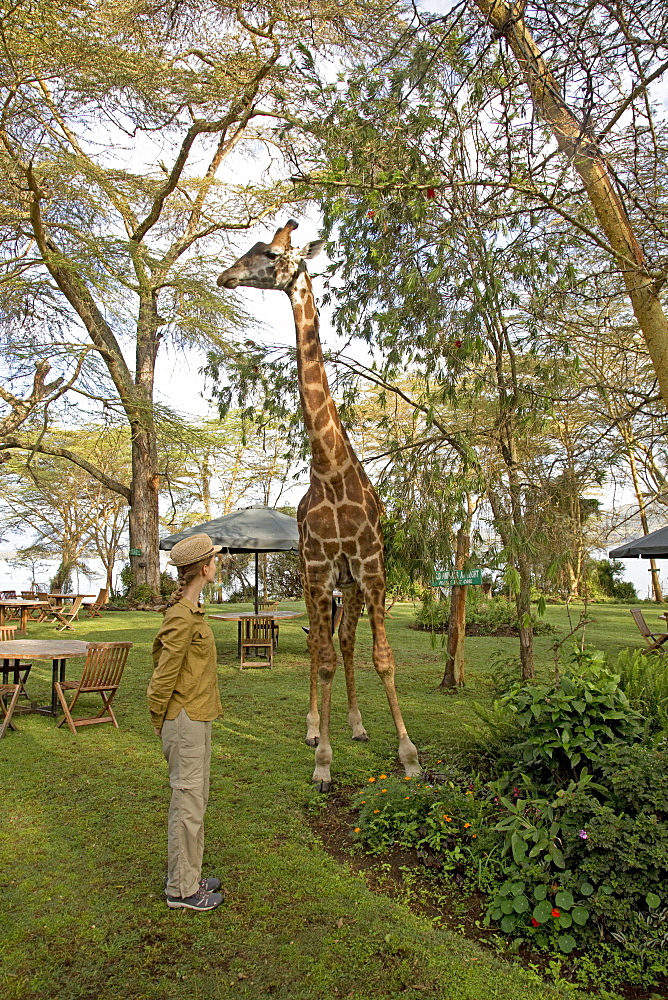 Eric a person-friendly giraffe with Swiss lady guest wearing straw hat at Elsamere Naivahsa Kenya