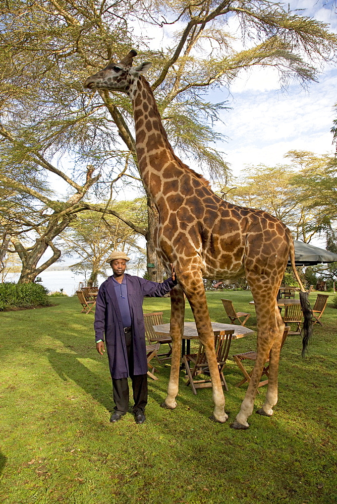 Elsamere staff member poses with Eric a person-friendly giraffe at Elsamere Naivasha Kenya