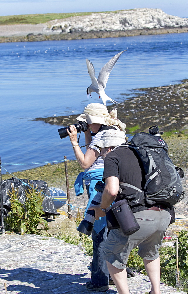 Arctic tern (Sterna paradisaea) attacking attacks photographer defending chicks, blue sky, Inner Farne, Farne Islands, Northumberland, UK