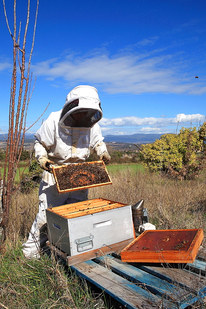 Beekeeper inspecting hives during honey production