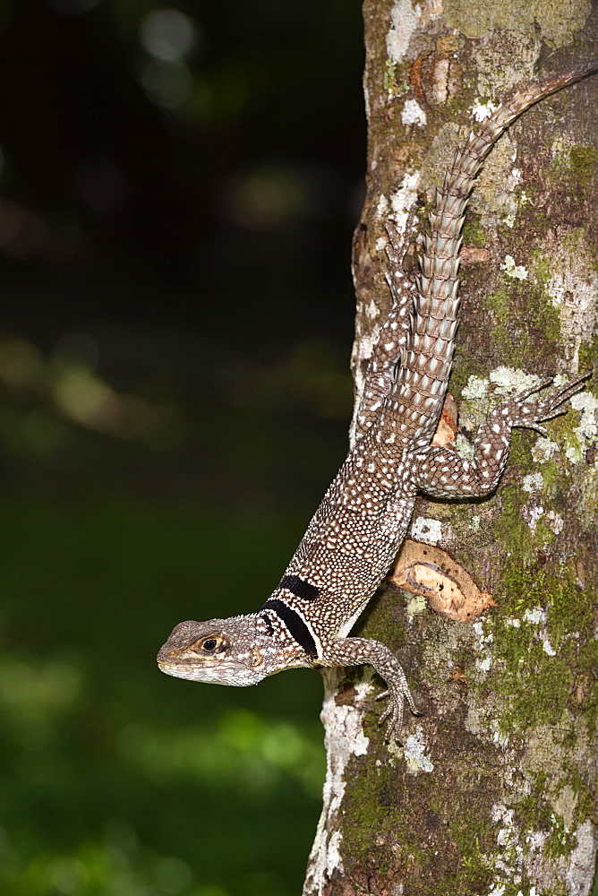 Cuvier's Madagascar Swift (Oplurus cuvieri) in Tropical Rainforest, Pangalanes Canal, Ampitabe Lake, Atsinanana Region, Madagascar