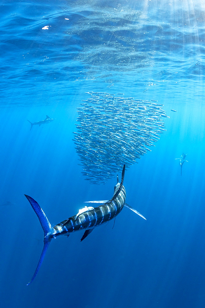 Striped marlin (Tetrapturus audax) feeding on sardine's bait ball (Sardinops sagax), Magdalena Bay, West Coast of Baja California, Pacific Ocean, Mexico