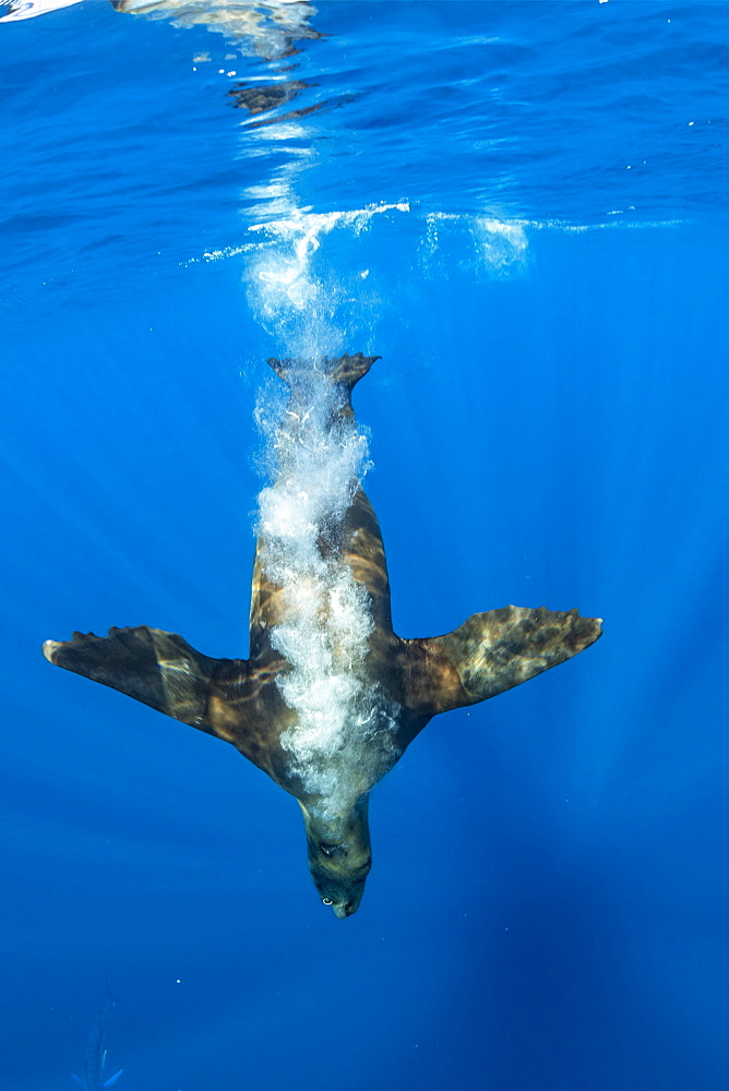 California Sea Lion (Zalophus californianus) dive fast to feed on sardine's bait ball (Sardinops sagax), Magdalena Bay, West Coast of Baja California, Pacific Ocean, Mexico