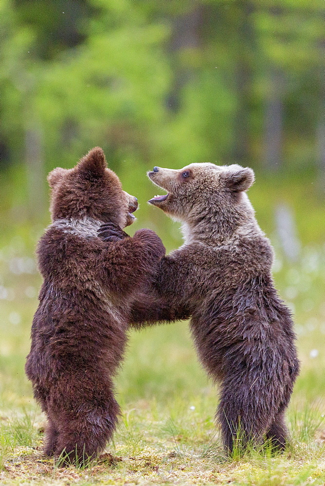 Bear cubs (Ursus arctos) playing, in a bog and coton grass, near a forest of Suomussalmi, Finland