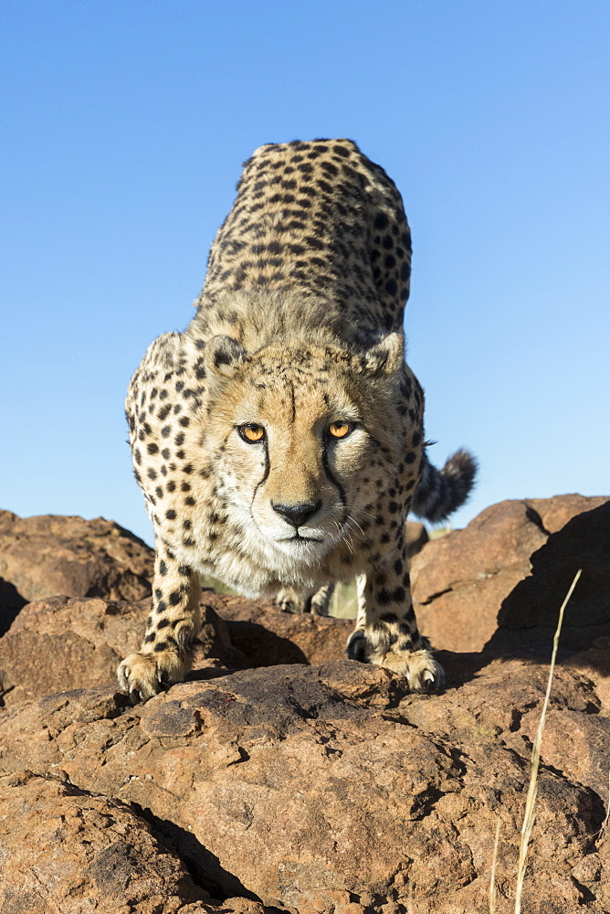 Cheetah (Acinonyx jubatus), on rock, Private reserve, South Africa