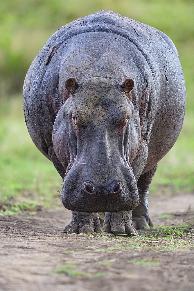 Hippopotamus (Hippopotamus amphibius) standing, Kenya , Masaï Mara, National Reserve