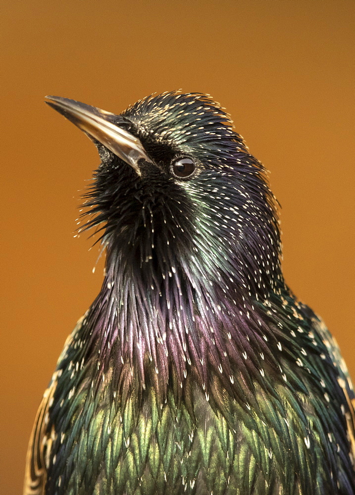 Starling (Sturnus vulagaris) displaying, England