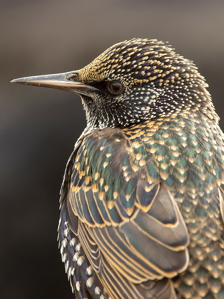 Starling (Sturnus vulagaris) close up, England