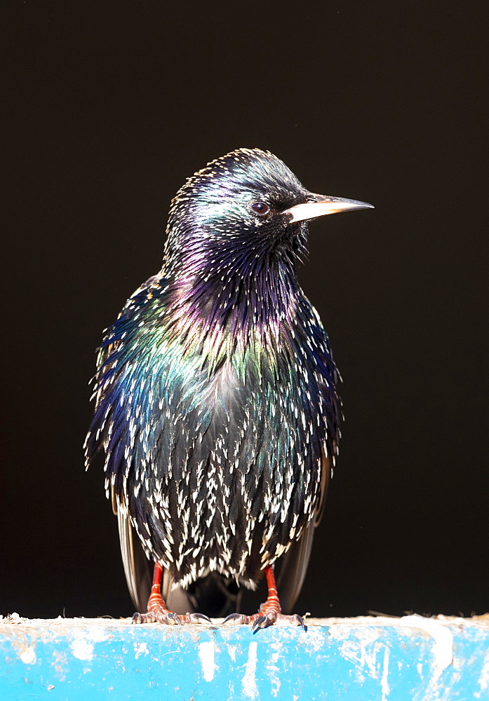 Starling (Sturnus vulagaris) perched on a blue fence, England