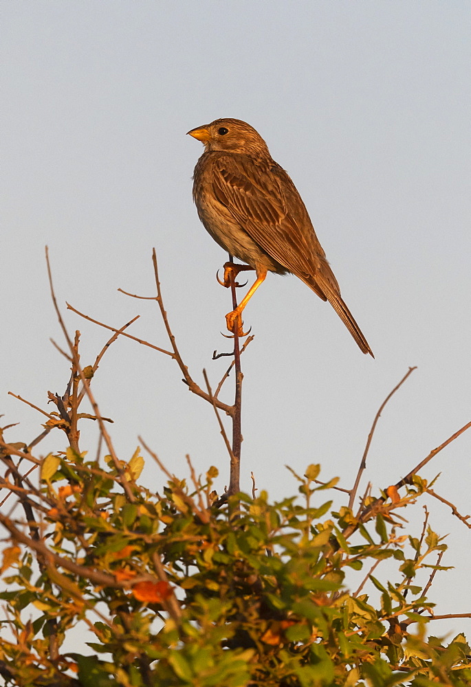 corn Bunting (Emberiza calandra) perched on top of a tree, Spain