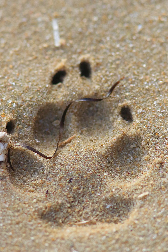 Golden jackal (Canis aureus) footprint in sand, Mauritania