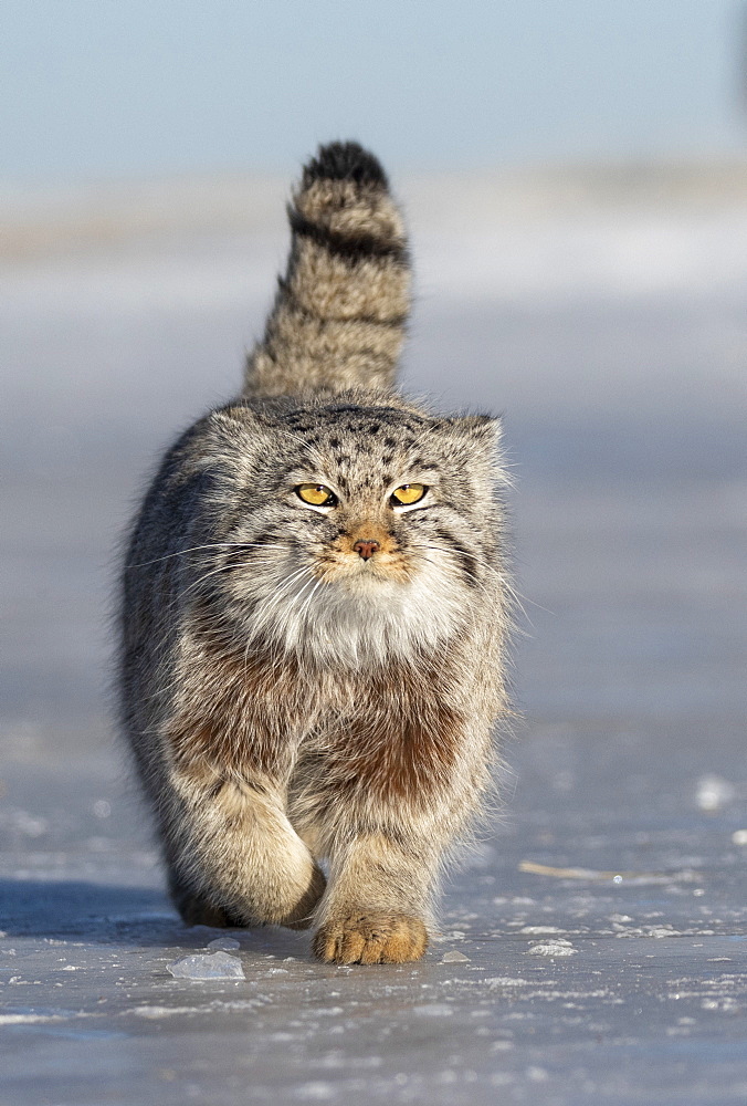 Pallas's cat (Otocolobus manul), moving, running, Steppe area, East Mongolia, Mongolia