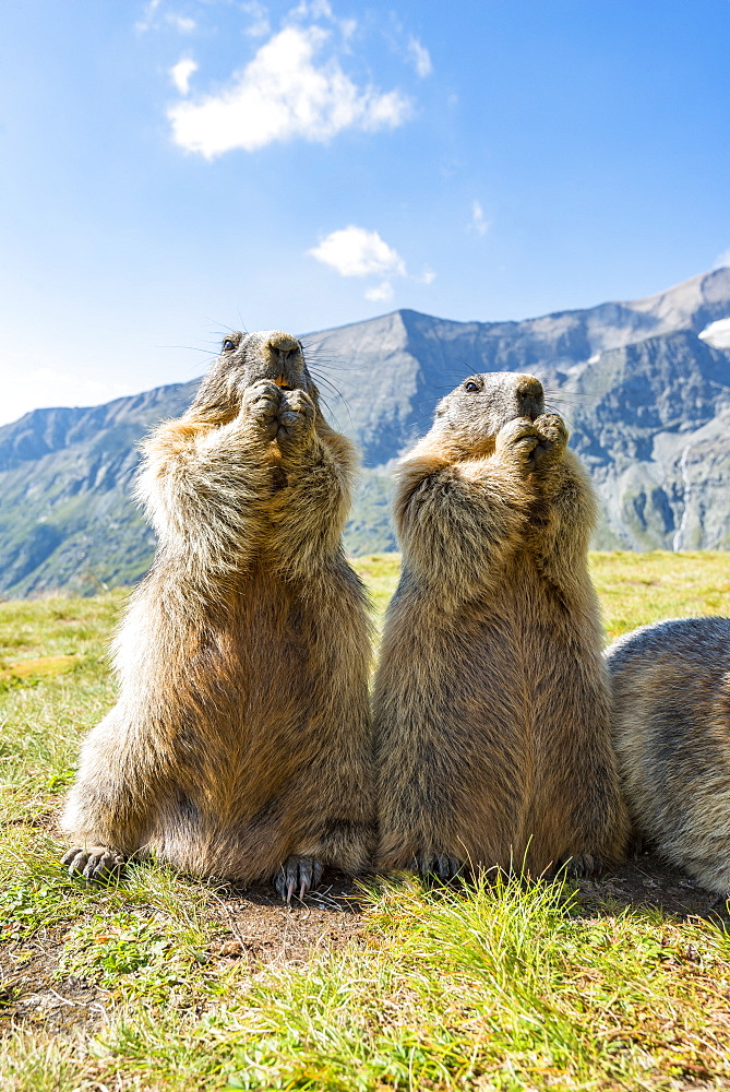 Alpine marmot ( Marmota marmota), standing in front of mountains, Wideangle, National Park Hohe Tauern, Austria