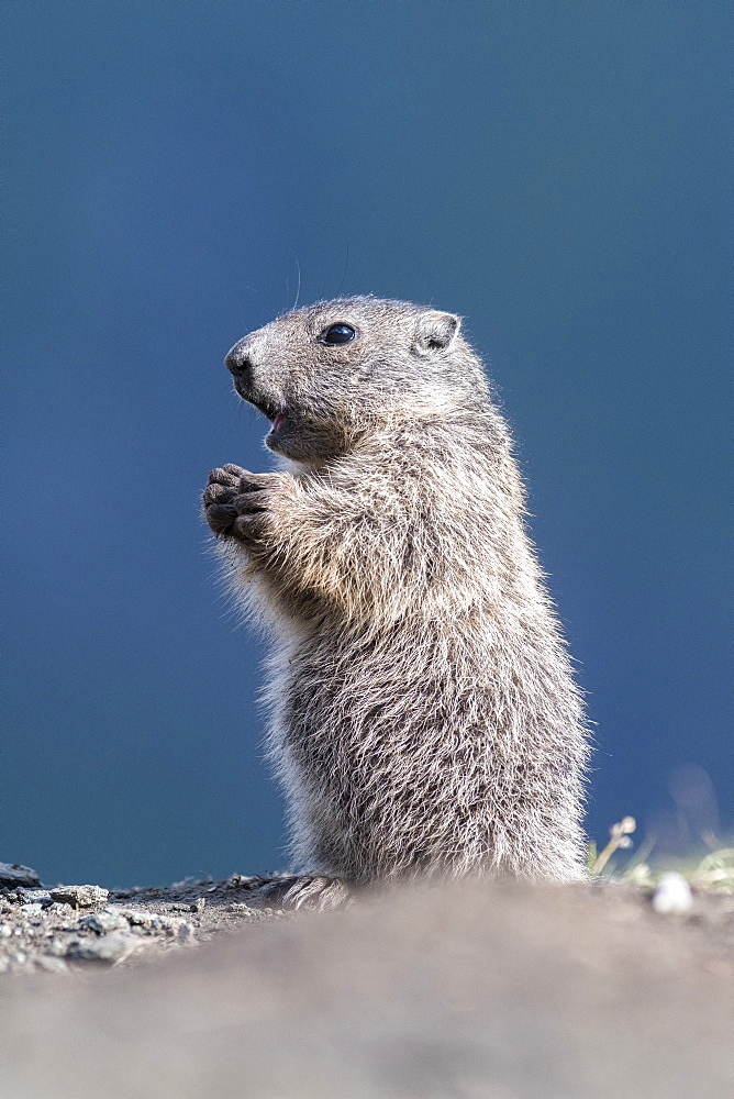 Alpine marmot ( Marmota marmota), subadult, National Park Hohe Tauern, Austria