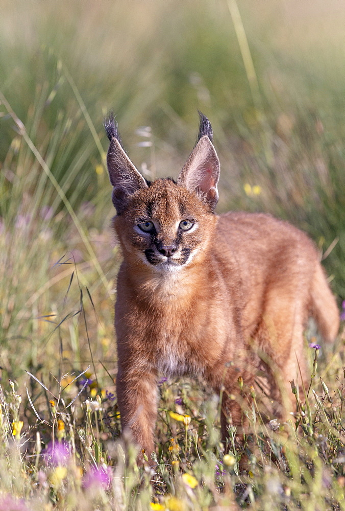 Caracal (Caracal caracal) , Occurs in Africa and Asia, Young animal 9 weeks old, Walking in the rocks, Captive.