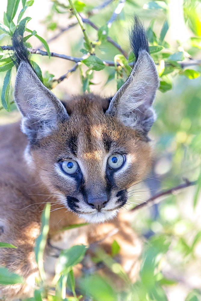 Caracal (Caracal caracal) , Occurs in Africa and Asia, Young animal 9 weeks old, in a tree, Captive.