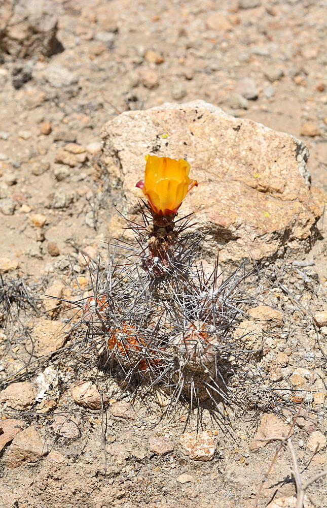 Gatito (Cumulopuntia sphaerica), Cactaceae indigenous to northern Chile, Spring bloom, Andean Pre-Cordillera, Socoroma, XV Arica and Parinacota Region, Chile